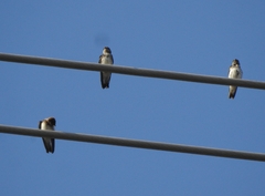 Petrochelidon fluvicola