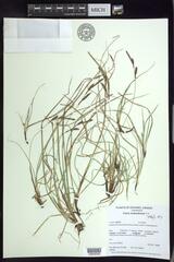 Carex richardsonii