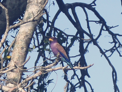 Eurystomus glaucurus