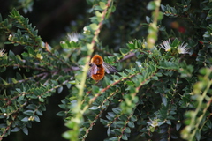 Bombus dahlbomii