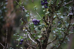 Rhaphithamnus spinosus