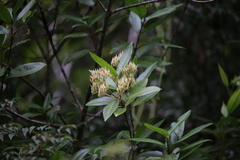 Caldcluvia paniculata