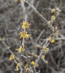 Forestiera pubescens