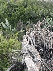 Phylloscopus canariensis