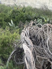 Phylloscopus canariensis