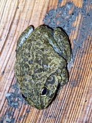 Ranoidea novaehollandiae