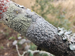 Pertusaria texana