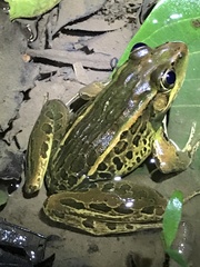 Lithobates taylori