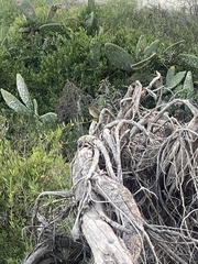 Phylloscopus canariensis