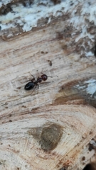 Camponotus lateralis