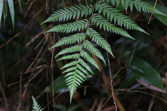 Lophosoria quadripinnata