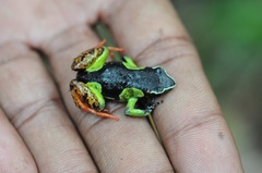 Mantella baroni