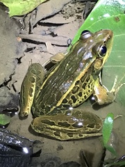 Lithobates taylori