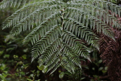 Lophosoria quadripinnata