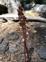 Corallorhiza maculata occidentalis