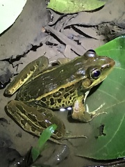 Lithobates taylori
