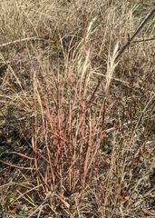 Bothriochloa longipaniculata