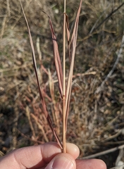Bothriochloa longipaniculata