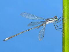 Lestes disjunctus
