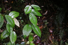 Elytropus chilensis
