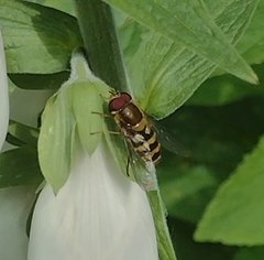 Syrphus
