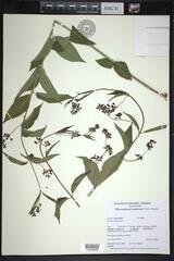 Vincetoxicum rossicum
