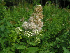 Spiraea alba latifolia