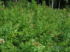 Spiraea alba latifolia