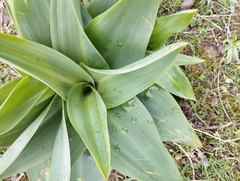 Drimia numidica