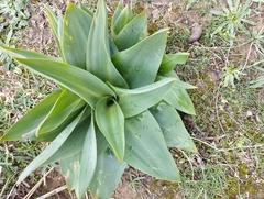 Drimia numidica