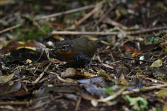 Scelorchilus rubecula