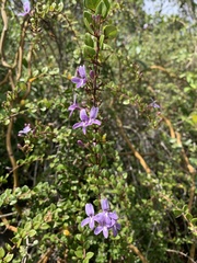Oplonia spinosa