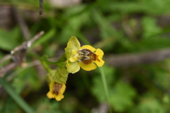 Ophrys lutea lutea