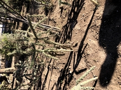 Cylindropuntia thurberi