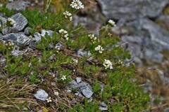 Achillea erba-rotta