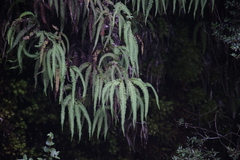 Sticherus squamulosus