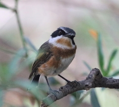 Batis capensis