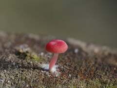 Mycena roseilignicola