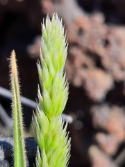 Trisetum glomeratum