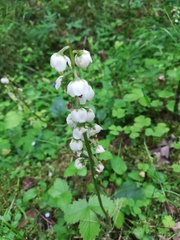 Pyrola media
