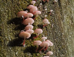 Mycena roseilignicola