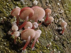 Mycena roseilignicola