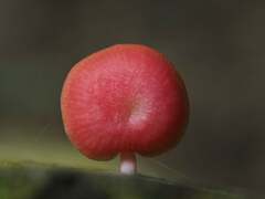 Mycena roseilignicola