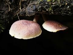 Gymnopilus dilepis
