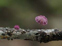 Marasmius haematocephalus