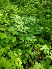 Ribes rubrum
