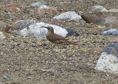 Upucerthia dumetaria