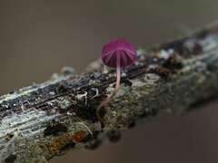 Marasmius haematocephalus