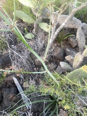 Asphodelus ramosus