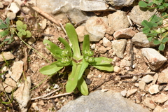 Valerianella dentata
